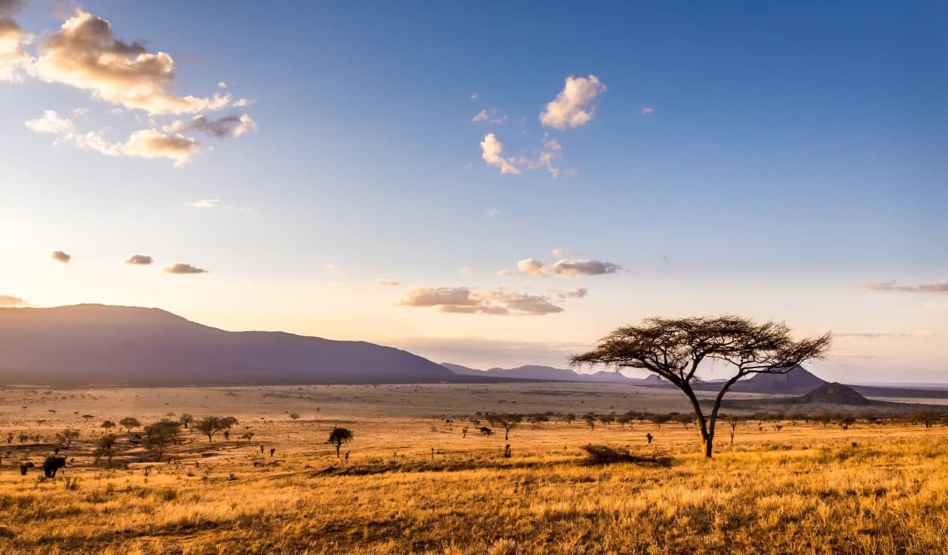 A group of elephants walking across a grassy African savannah